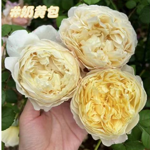 Austin fragrant rose seedlings in the UK Charles Darwin Shrub rose has ...