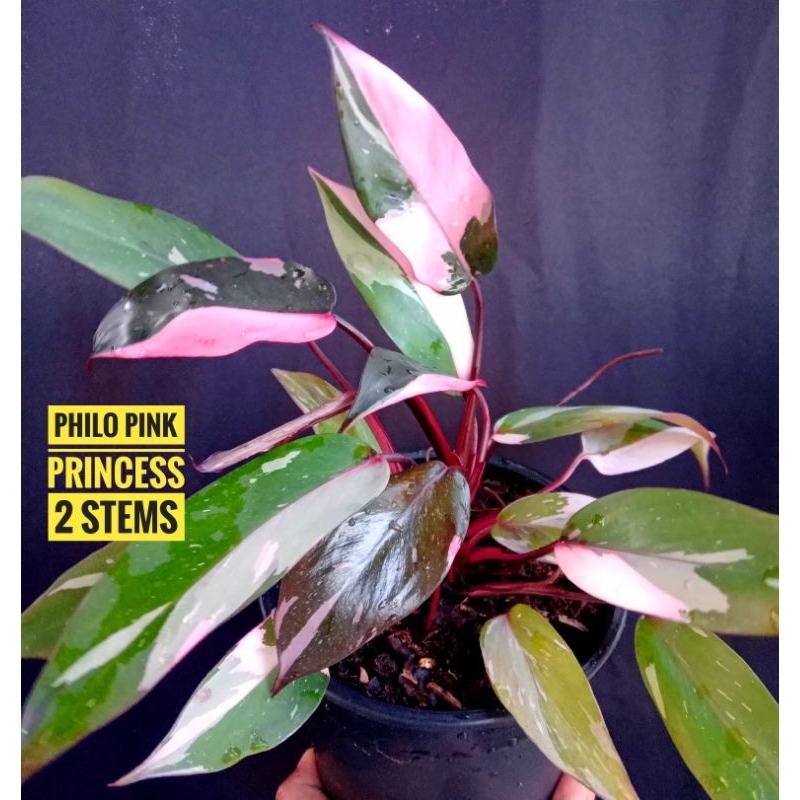 PINK PRINCESS PHILO/MARBLE LIKE VARIEGATION/MULTIPLE STEMS | Shopee ...