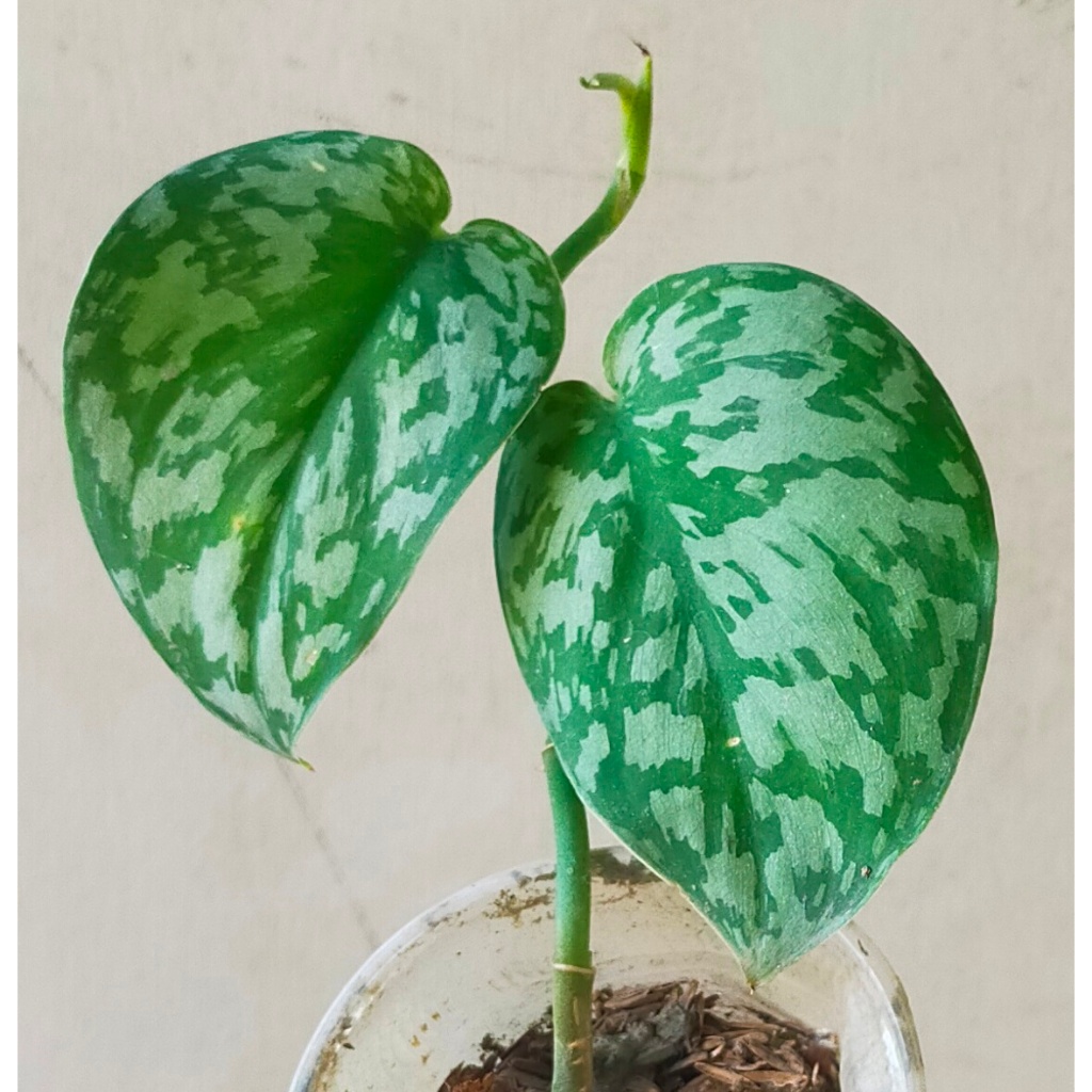 Silver Satin Photos live Plants with roots | Shopee Philippines