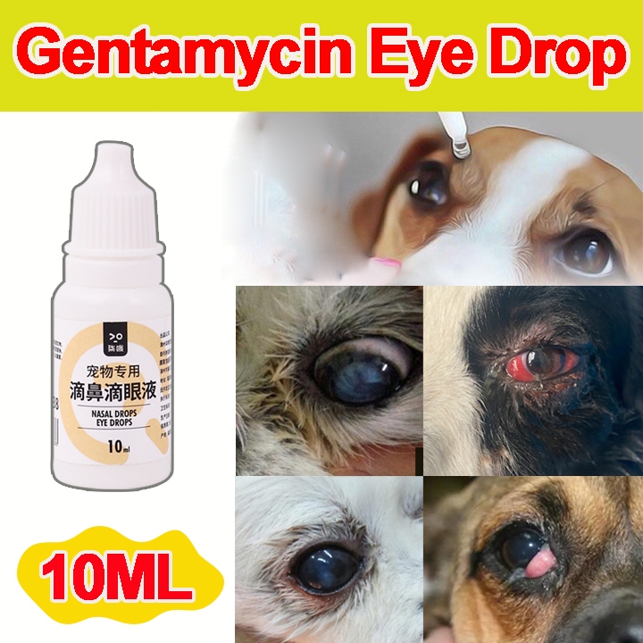 Gentamicin Eye Drops For Dog Pet Eye Drops Cat Eye Infection Treatment