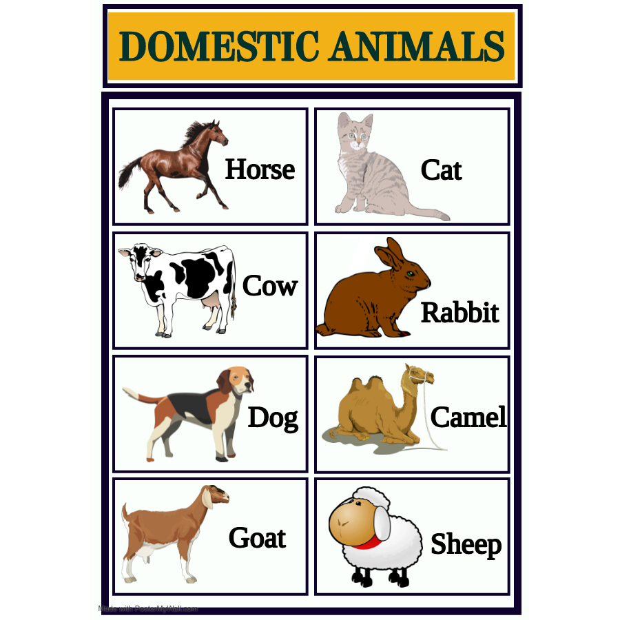 Domestic Animals Wall Chart - Laminated A4 Size 