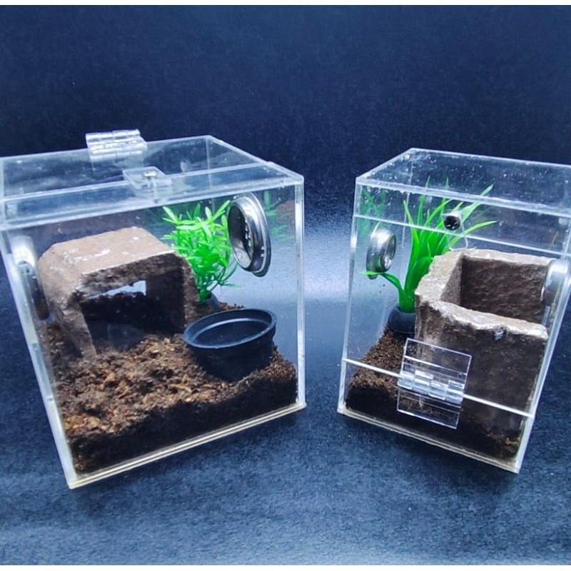 Tarantula Enclosure With Complete Setup (Cm-Inch Size) | Shopee Philippines