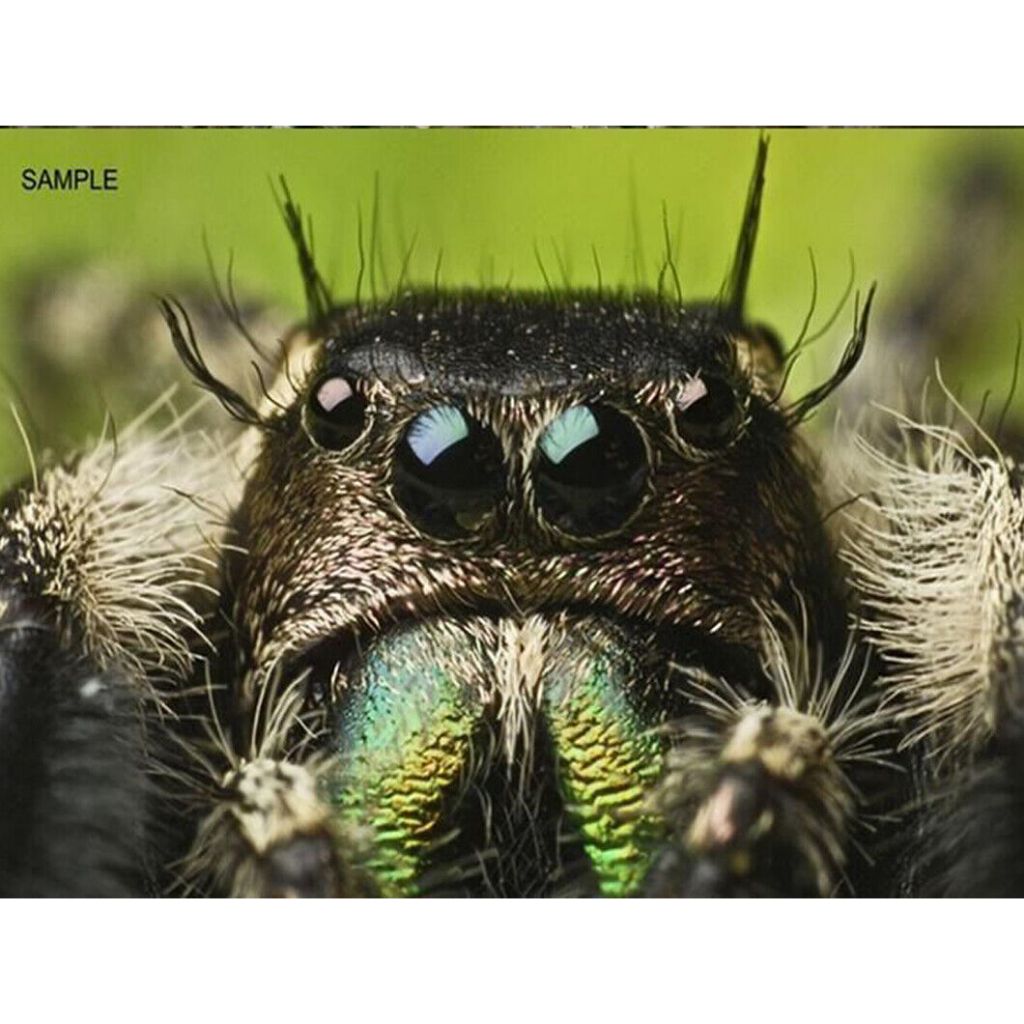 Insect Reverse Macro Photography AI-52mm Thread Macro Reverse Lens