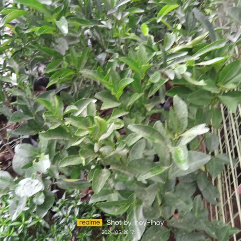 dalandan orange seedling | Shopee Philippines