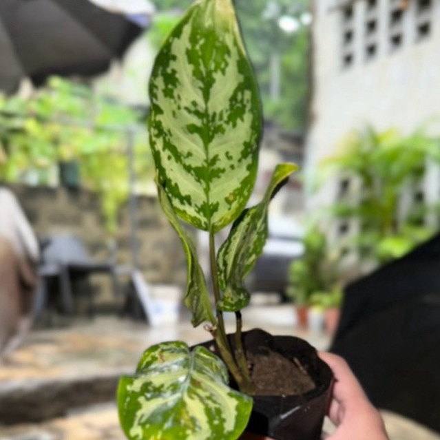 Varigated Aglaonema Marantifolium Rooted Live may Ugat potted in