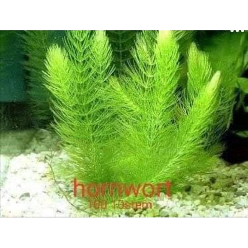 honwort floating stem lowtech 10 stem for aquarium and pond | Shopee ...
