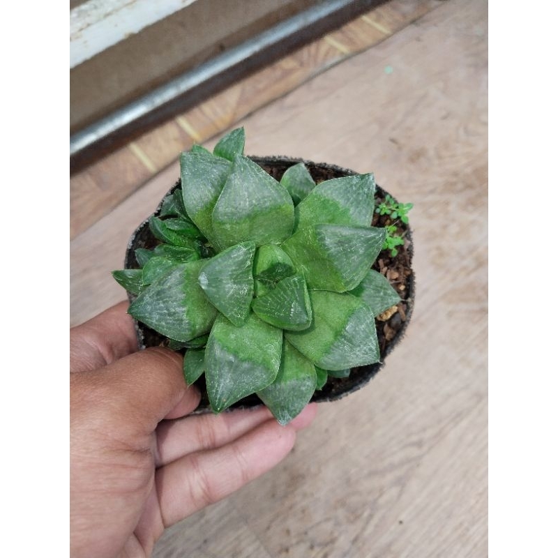 Giant Window Pane Haworthia | Shopee Philippines