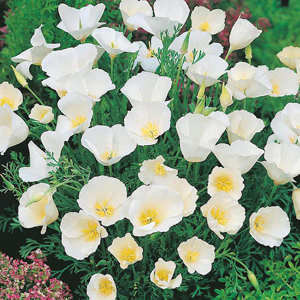 Oriental White Poppy Seeds - Flower Seeds Rare Flower Seeds - Heirloom ...