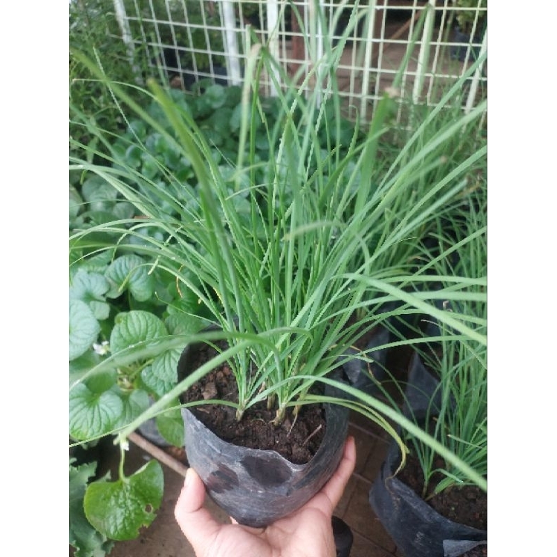 Chives Herbs Regular Size Chives Herb Plant Allium schoenoprasum