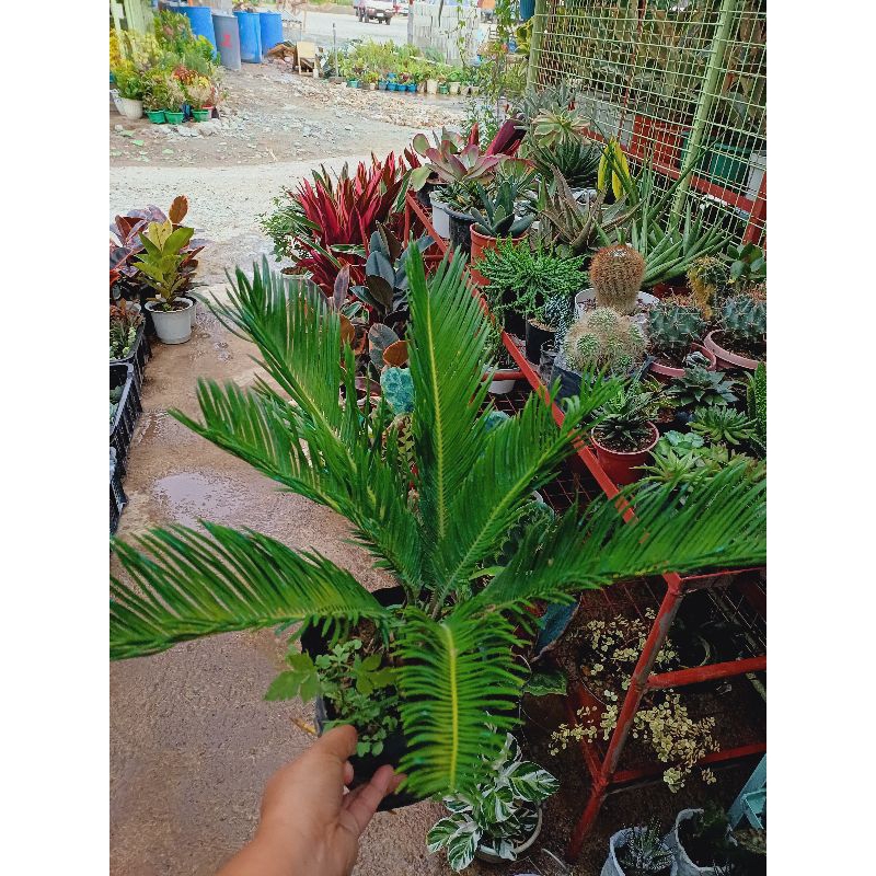 olive palm tree | Shopee Philippines