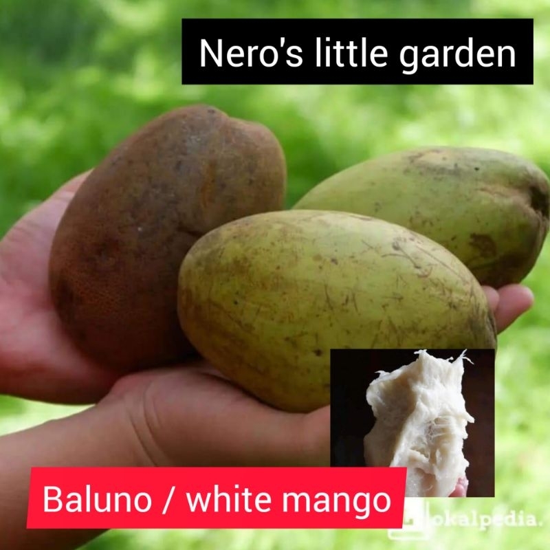 Neros White Mango Baluno Seedlings 12ft Shopee Philippines