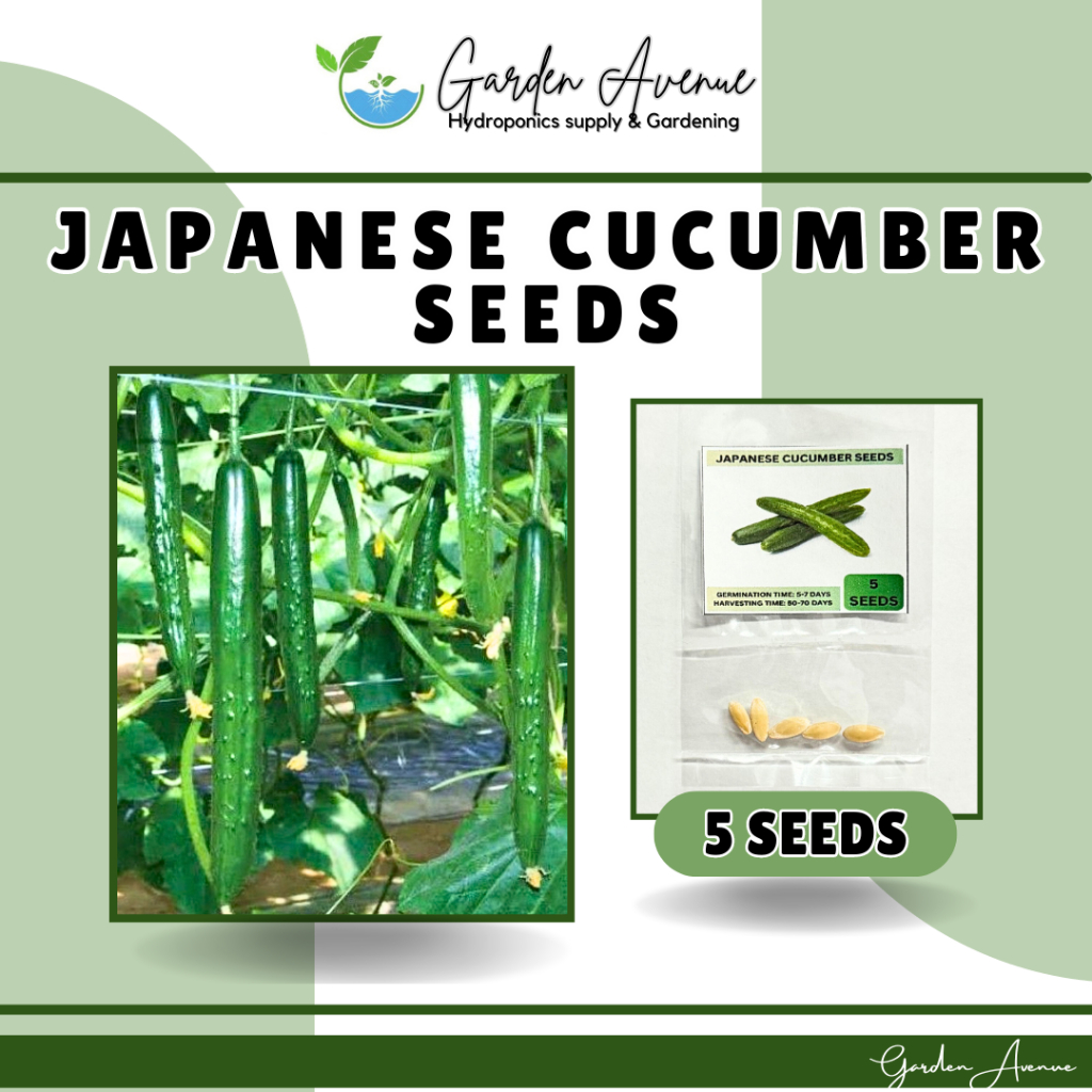 SULIT PACK! JAPANESE CUCUMBER SEEDS (5 SEEDS) HYBRID/LONG GREEN