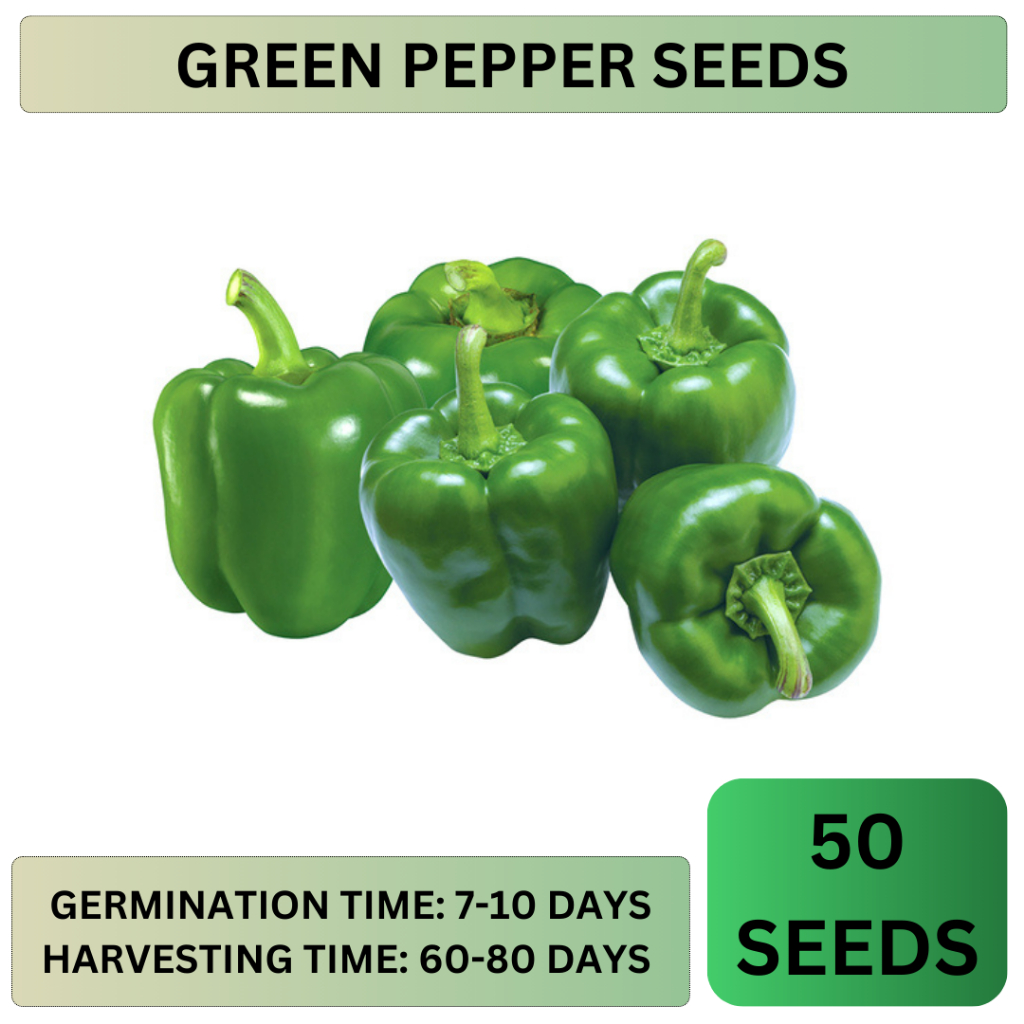 50 SEEDS GREEN PEPPER SEEDS FOR PLANTING/HYBRID/EASY TO GROW/BIG