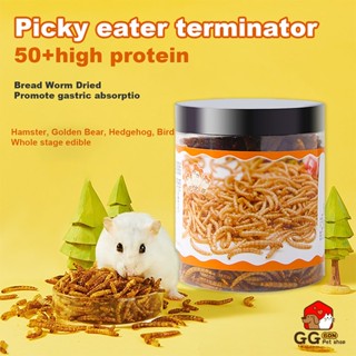 Hamsters and outlet mealworms