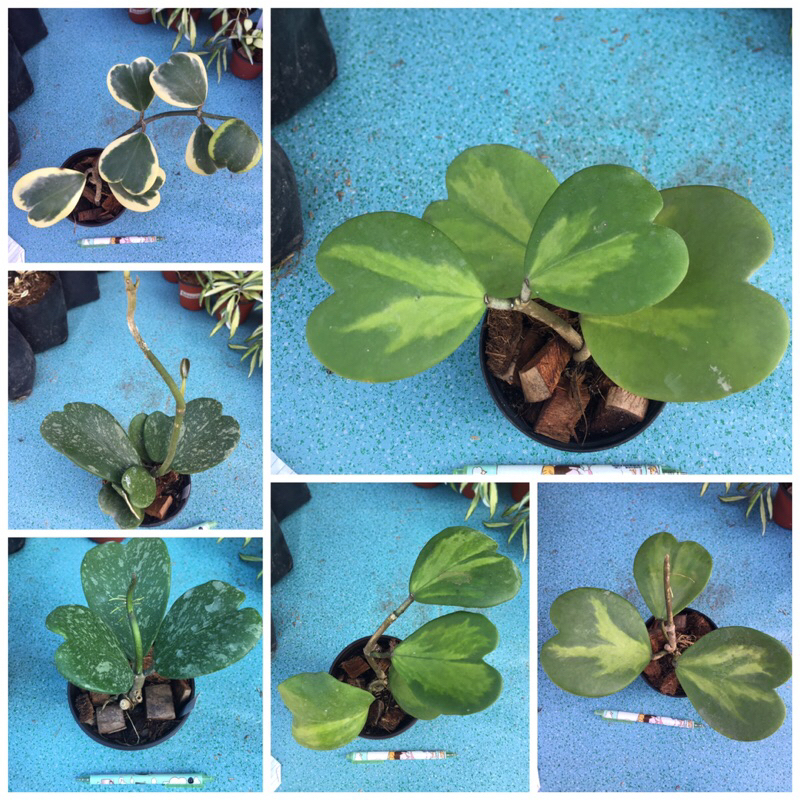 Hoya kerrii albo, inverted,splash | Shopee Philippines