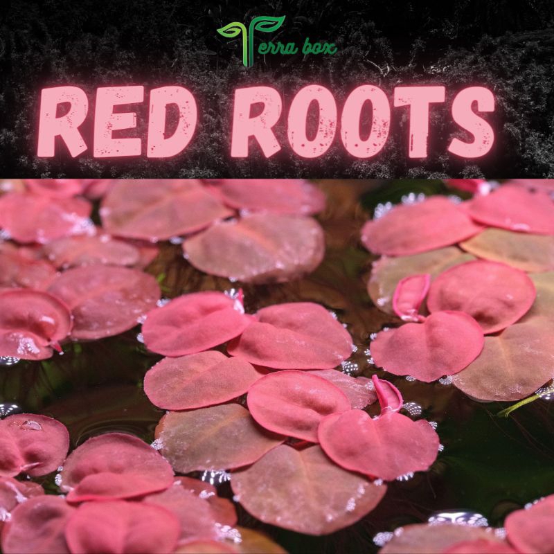 AQUATIC PLANT FLOATERS (RED ROOTS , FROG BITS) Shopee Philippines