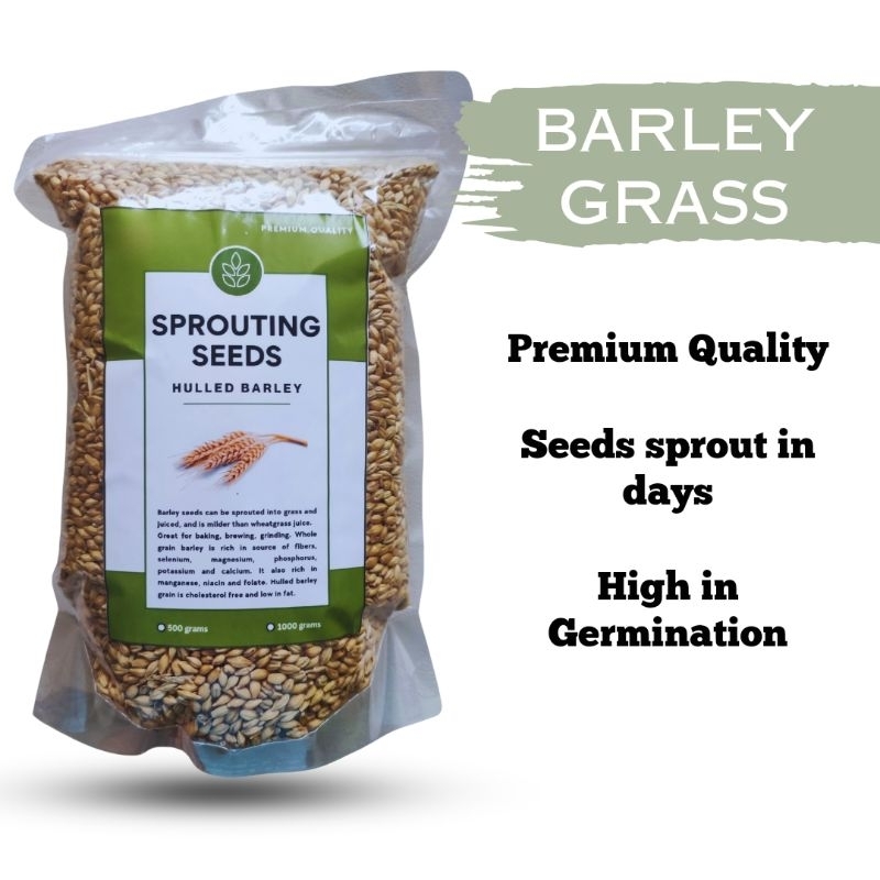 BARLEY Seeds for Microgreens and Sprouting Shopee Philippines
