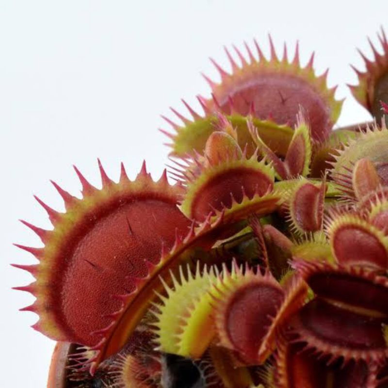 Venus fly trap coq couche Shopee Philippines