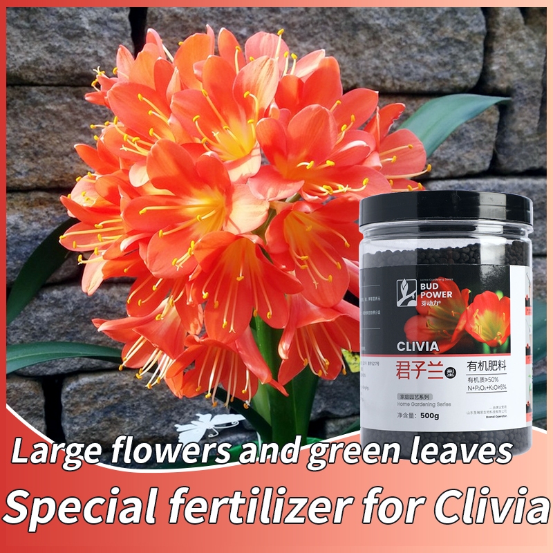 ZDQ orchids fertilizer 500g Clivia Shopee Philippines