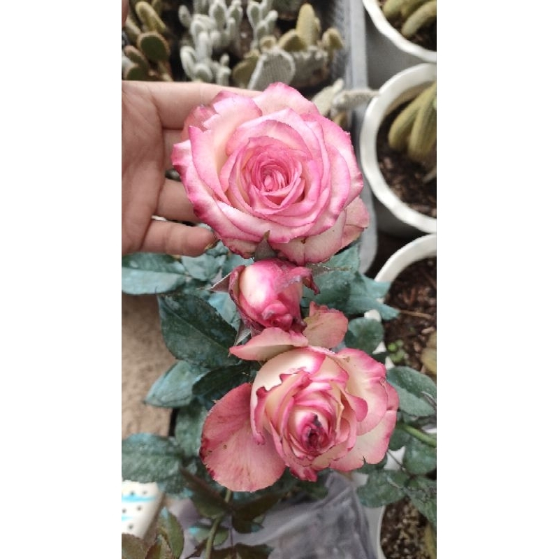 TOP RARE NEWLY RELEASED ROSE COLLECTION(JUMILIA) | Shopee Philippines