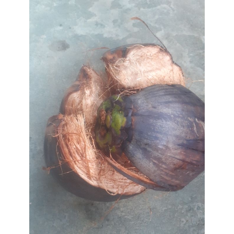 Coconut husk(whole pre cut) | Shopee Philippines