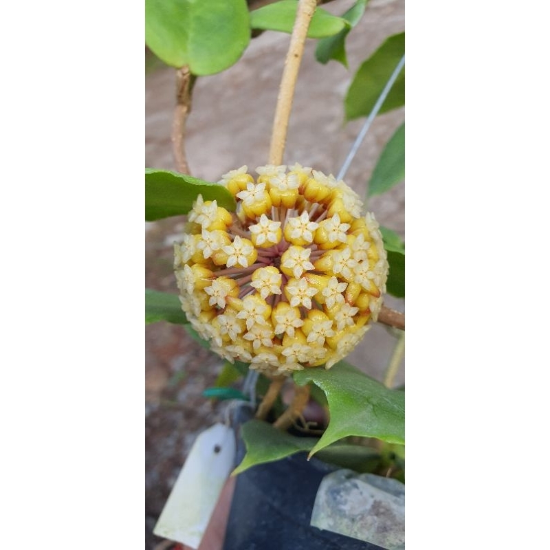 Hoya bicolor ( starter plant) | Shopee Philippines