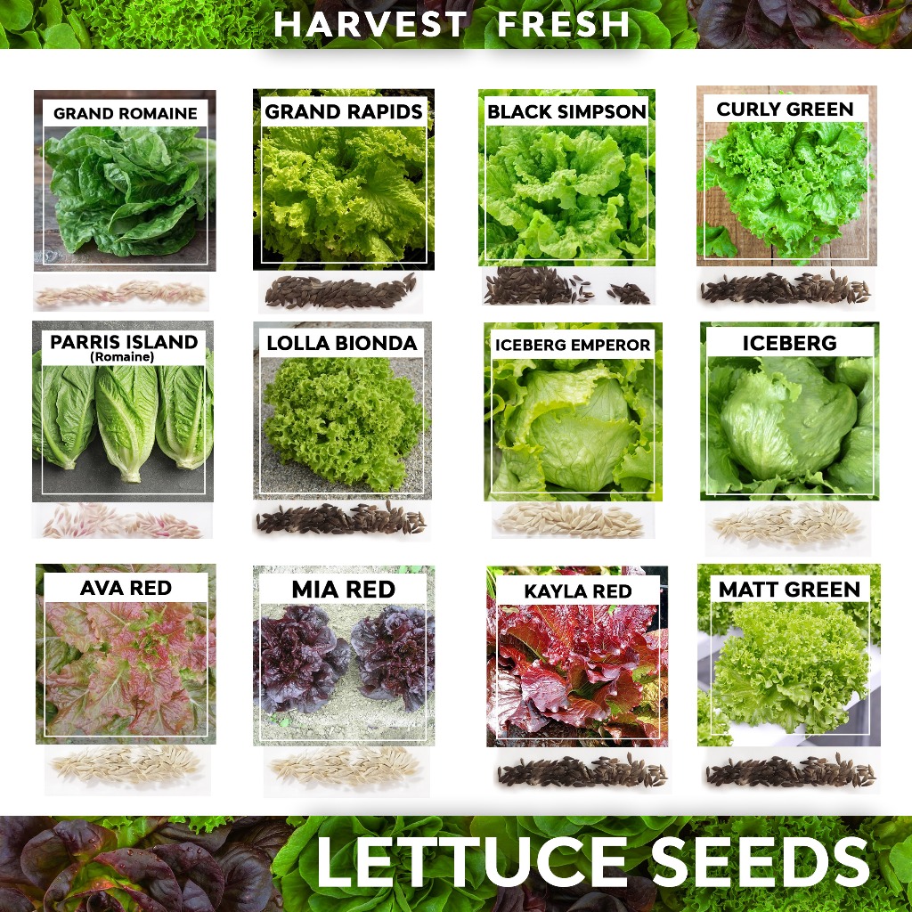 Lettuce Seeds Romaine Lollo Bionda Loose leaf Grand Rapids Iceberg Curly Green Red Mia Seoul