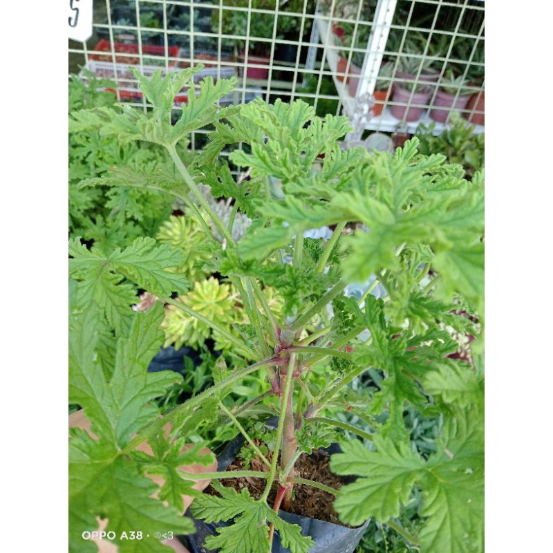 Citronella Malvarosa 