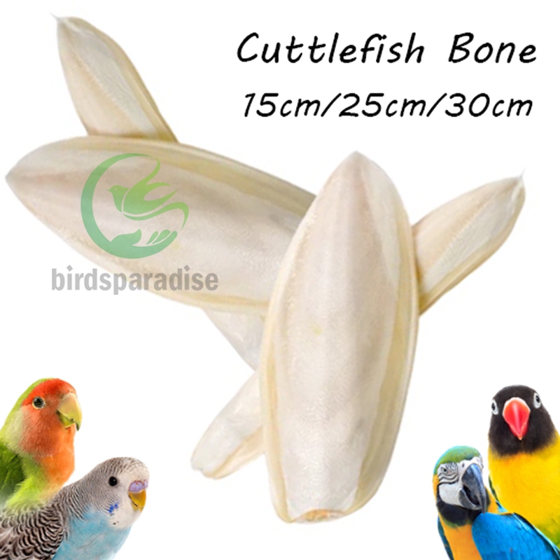 Natural Calcium Source Cuttlefish Bone Parrot Molar Cuttlebone for ...