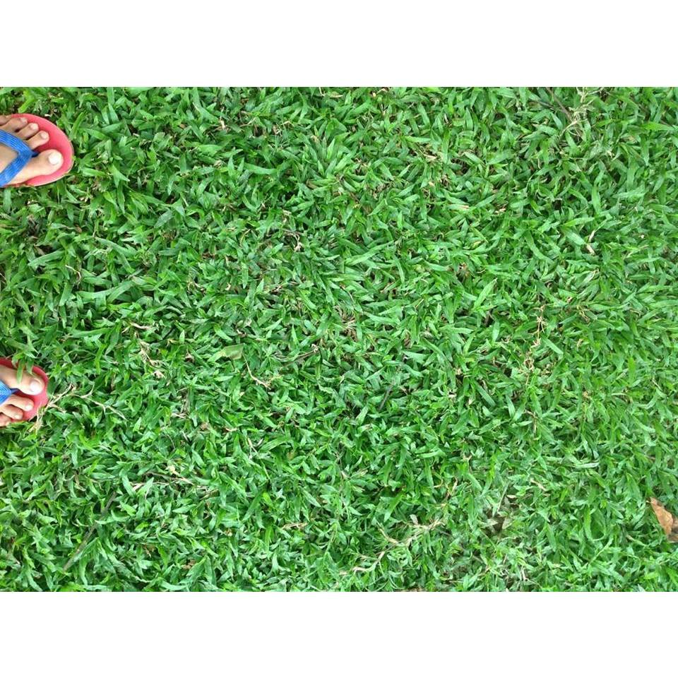 CARABAO GRASS LAWN SEEDS Shopee Philippines