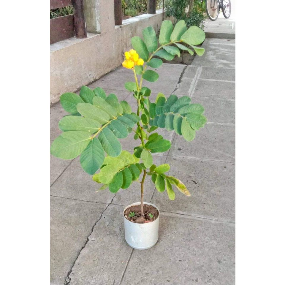 akapulko herbal plant | Shopee Philippines