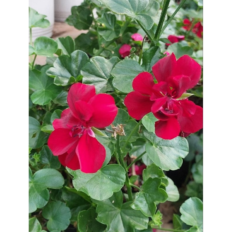 Geranium Red Flowers | Plant Hobbyist Flowering Plant | FOR LUZON ...