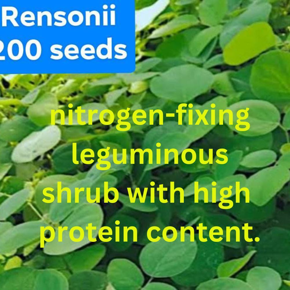 Rensonii 200 seeds Forage Seeds/Desmodium cinereum seeds for livestock ...