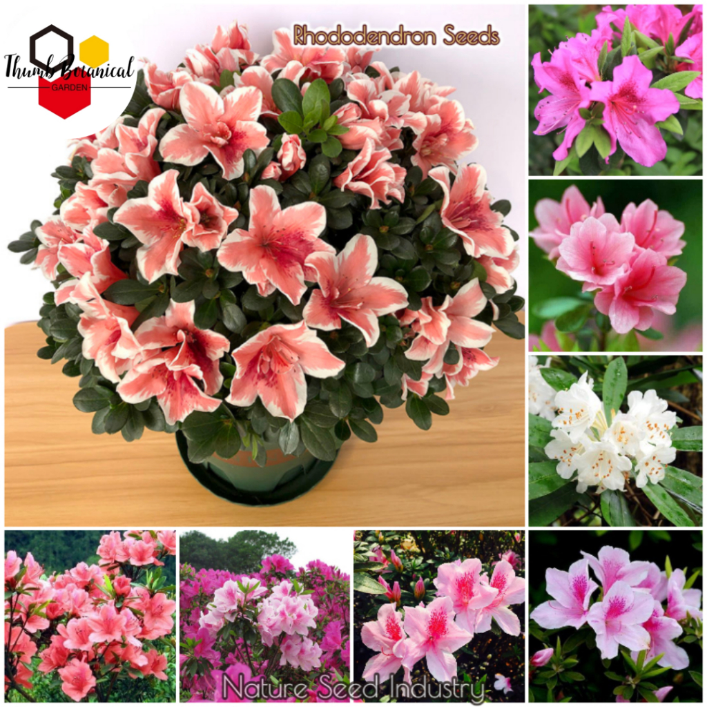 50seeds/pack Rhododendron Flower Seeds Bonsai Seeds Flowering Plants ...