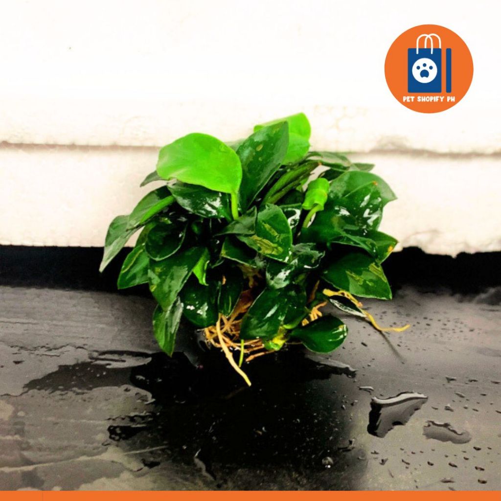 ANUBIAS BARTERI COINLEAF | Shopee Philippines