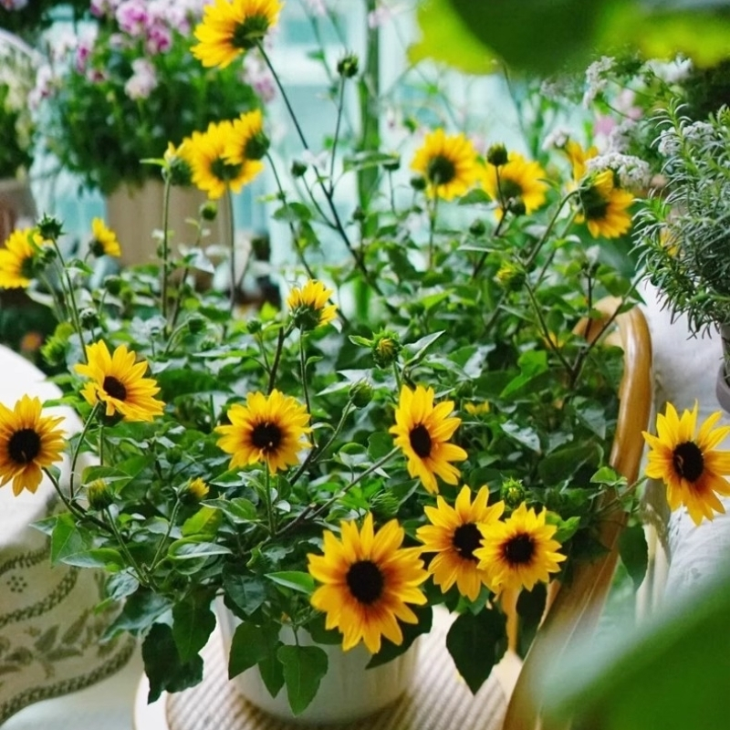 100pcs Dwarf Sunflower Seed Flower Seeds for Planting Bonsai Flower ...