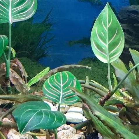 Aquarium / Terrarium Plant Aglaonema Rotundum | Shopee Philippines