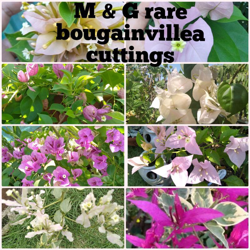 Bougainvillea cuttings (RARE VARIETY) not yet rooted Shopee Philippines