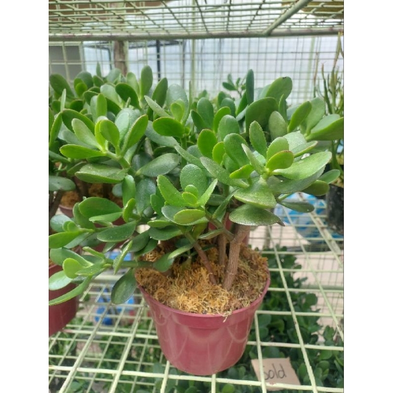 Jade Succulent Lush Jade Succulent Plant Crassula ovata Jade Plant for