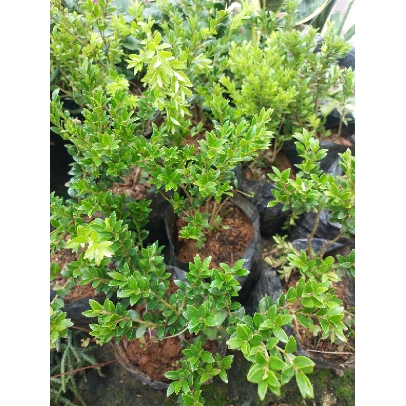 Blueberry Seedlings Size 6- 10 inches Blueberry Tree Huckleberry Legit ...