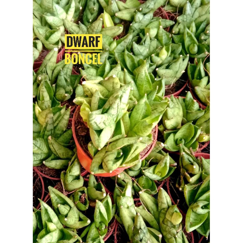 Sansevieria Dwarf Boncel | Shopee Philippines