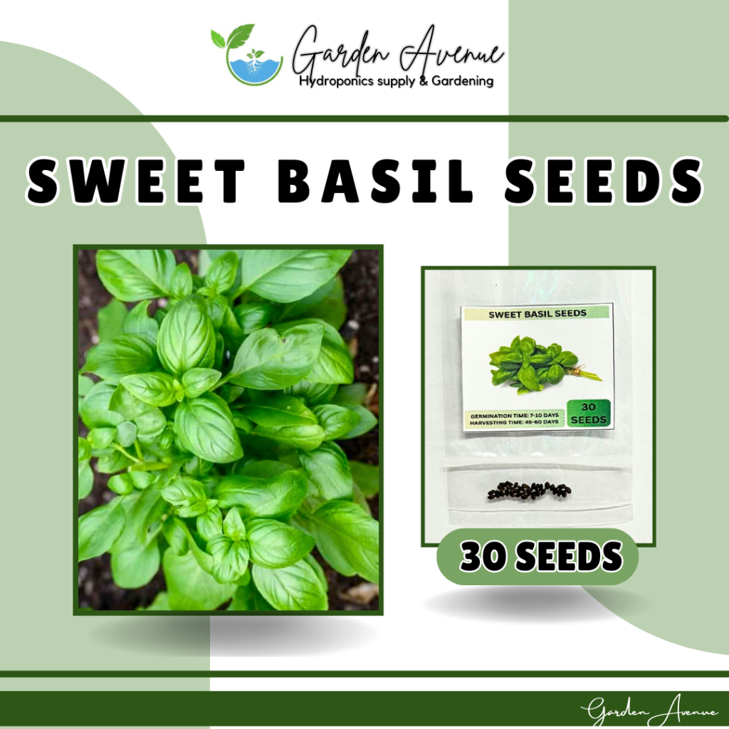 SULIT PACK SWEET BASIL GENOVESE SEEDS 30 SEEDS SWEET HEBRS