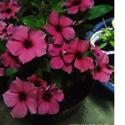 Indonesian Vinca/Periwinkle Tattoo Raspberry (10 seeds) | Shopee ...