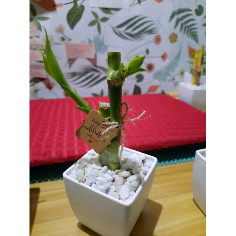 lucky-bamboo-lucky-plant-shopee-philippines