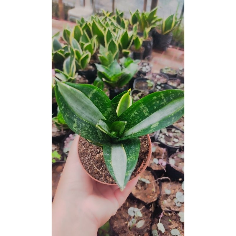 sansevieria streaker(indoor) | Shopee Philippines