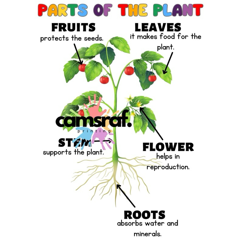 Plant Educational Chart | A4 Size Laminated | Shopee Philippines