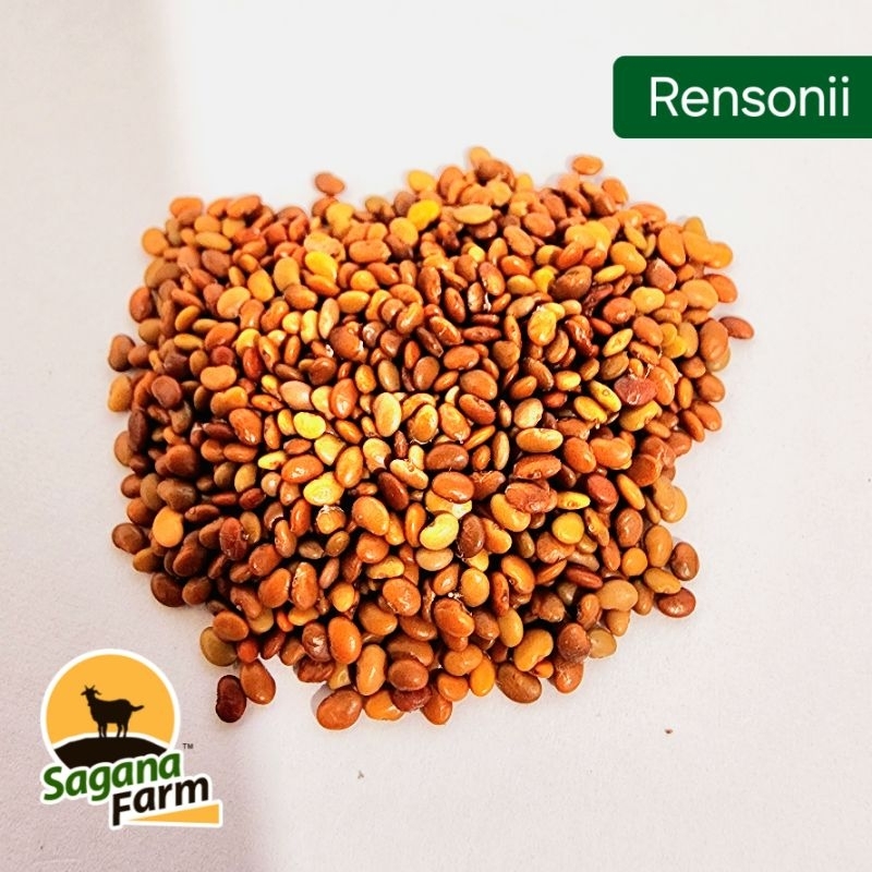 Rensonii Seeds 150 grams (Desmodium cinereum) Livestock Forage and ...