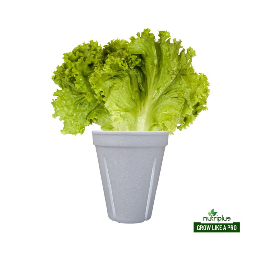 Styrofoam Cup Planters Slitted For Hydroponics Shopee Philippines