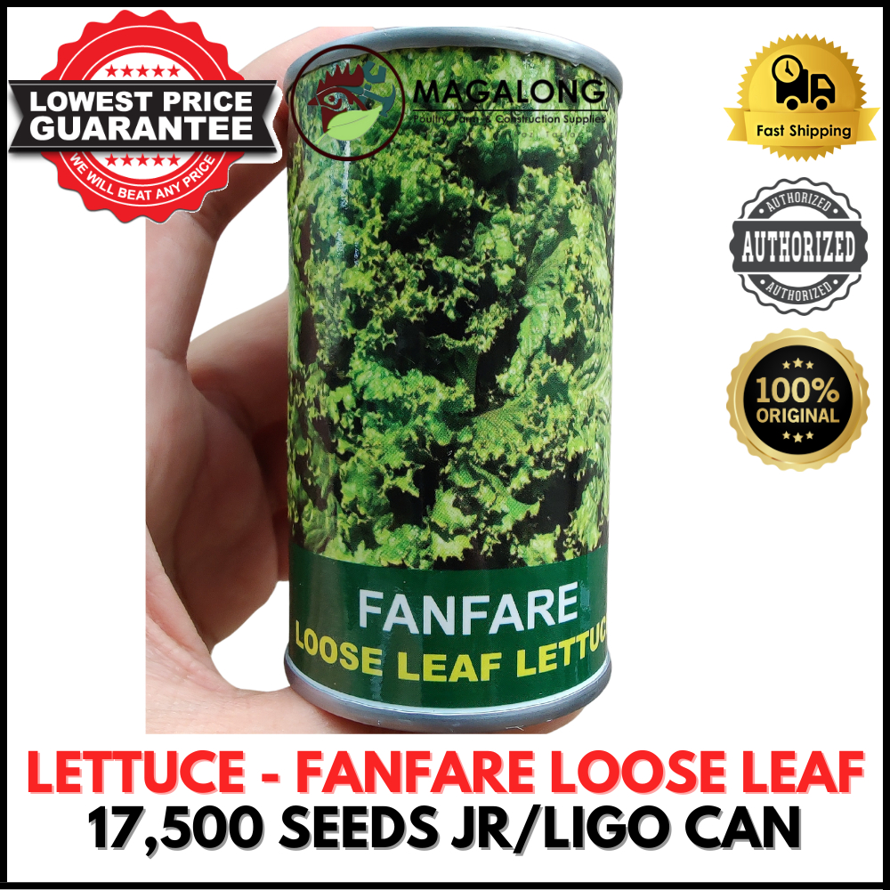 CONDOR SEEDS LOOSE LEAF LETTUCE SEEDS FANFARE 17,500 Seeds JR CAN