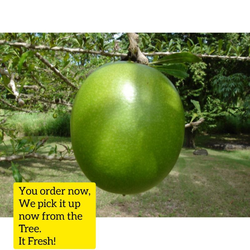 Miracle Fruit Calabash 3kilos+ Shopee Philippines